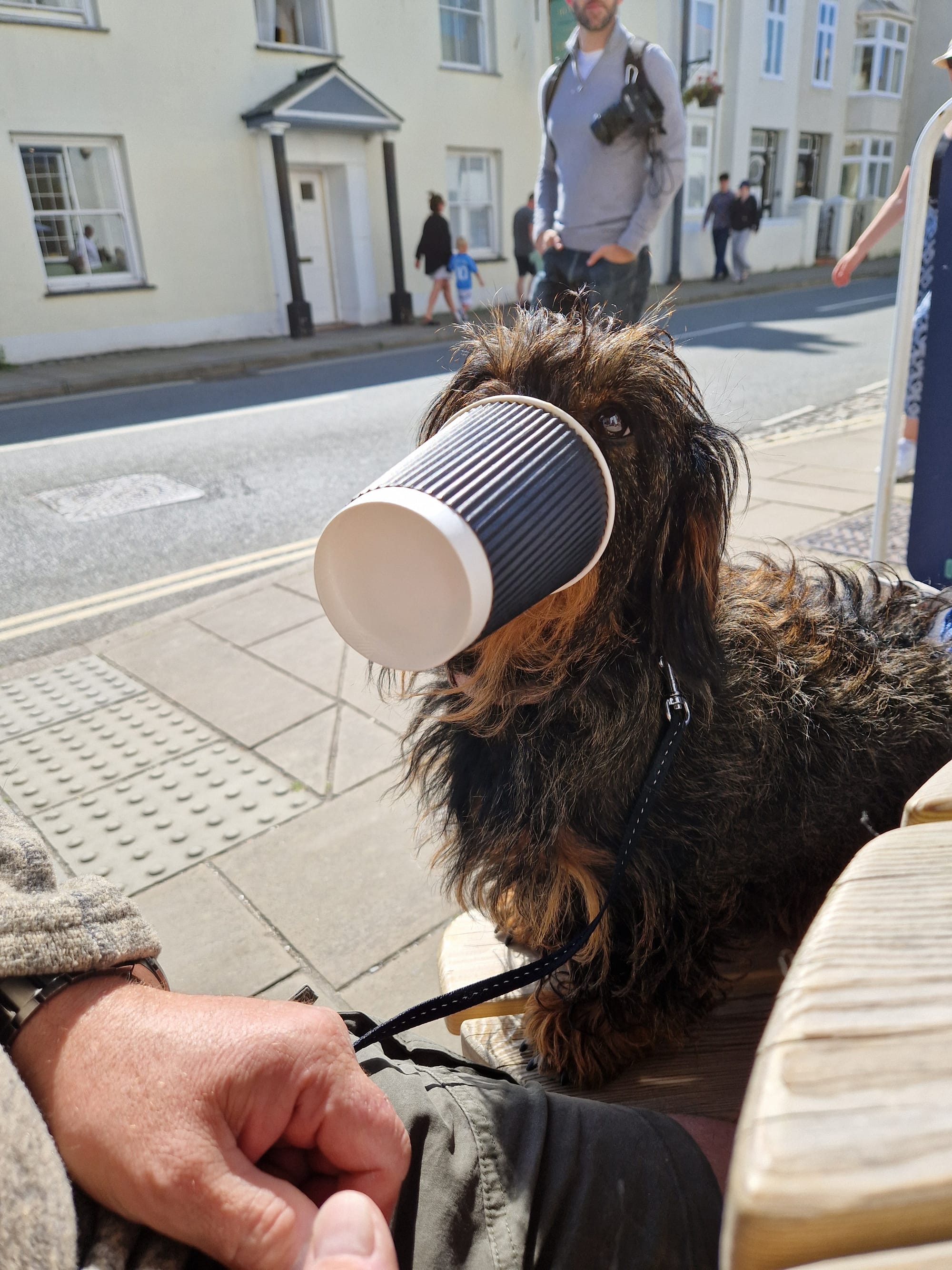 A brown dachshund looks at the camera with a coffee cup on her snout. 